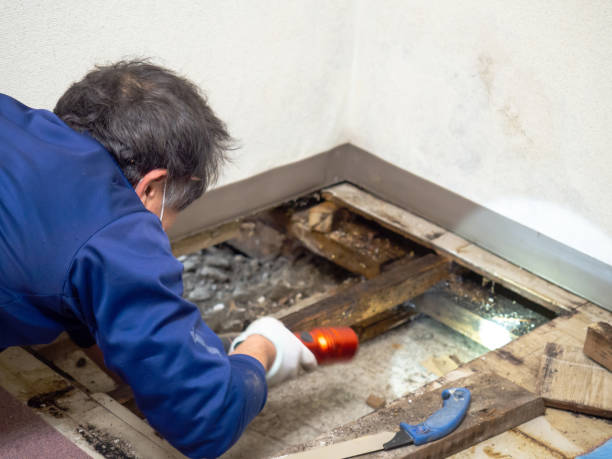 Best Emergency Mold Removal  in Abilene, TX