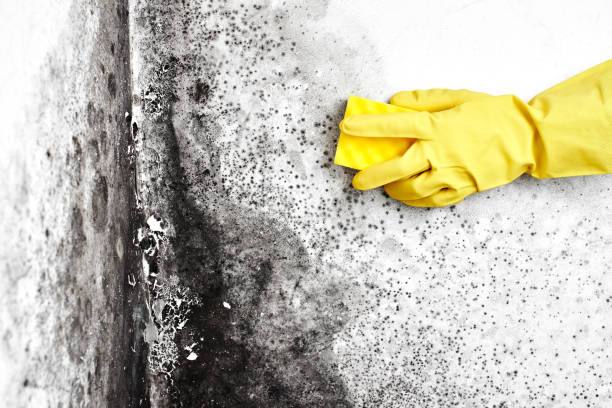 Best Residential Mold Removal  in Abilene, TX