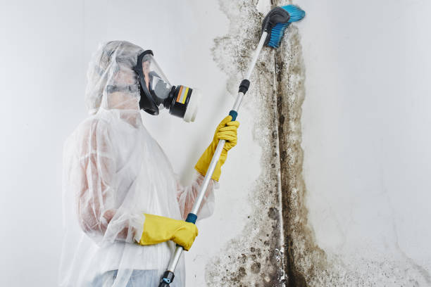 Best Attic Mold Removal  in Abilene, TX