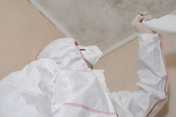 Best Mold Damage Repair  in Abilene, TX