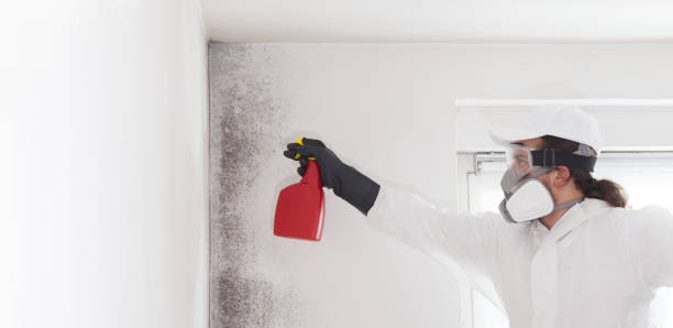 Best Local Mold Removal Service  in Abilene, TX