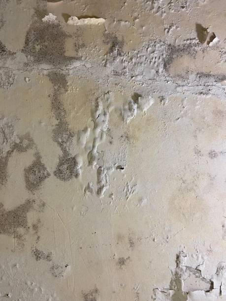 Best Black Mold Removal  in Abilene, TX