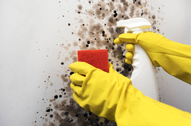 Best Professional Mold Removal  in Abilene, TX
