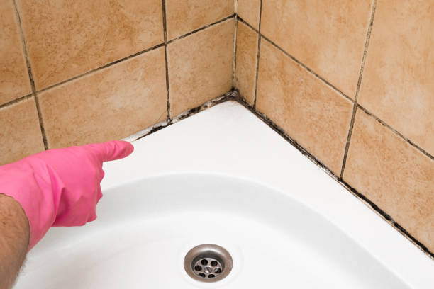 Professional Mold Removal in Abilene, TX